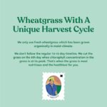 KAPIVA WHEAT GRASS JUICE 1 L for boosts your immunity, improved digestion - Image 2