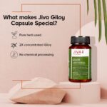 Jiva Ayurveda Giloy (60 capsule) For immunity, respiratory problems, cough, cold, tonsils and asthmatic condition - Image 4