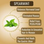 The Tea Heaven | Tea Gift - Spearmint tea PCOS/PCOD Relief Herbal Tea 50g- Helps Acne, Unwanted Facial Hair Growth, Hair Loss - Image 2