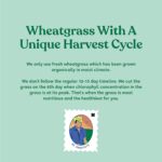 kapiva Wheatgrass Juice 1L For Digestive System - Image 6