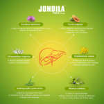 Medisynth Jondila Forte Syrup (200 ML) For Improves Digestion, liver Care - Image 3